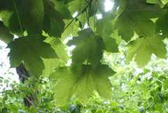 Drepanosiphum platanoidis