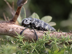 Capnodis cariosa