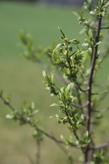 Rhamnus saxatilis