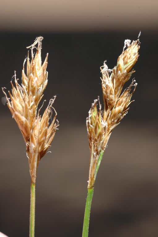 Carex davyi