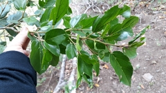 Rhamnus glandulosa image