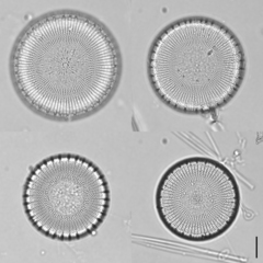 Stephanodiscus niagarae