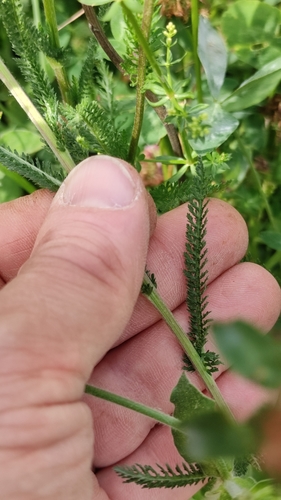 Image of Achillea roseoalba by (c) Andrea Mologni, some rights reserved (CC BY-SA)