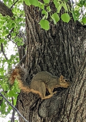 Sciurus niger