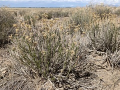 Chrysothamnus greenei