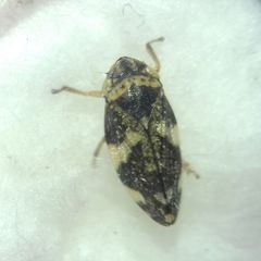 Philaenus spumarius