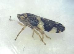Philaenus spumarius