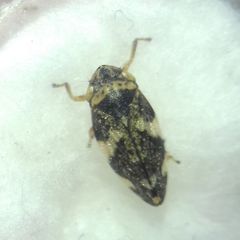 Philaenus spumarius