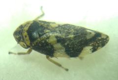 Philaenus spumarius