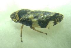 Philaenus spumarius