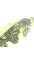 Philaenus spumarius