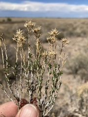 Chrysothamnus greenei