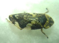 Philaenus spumarius