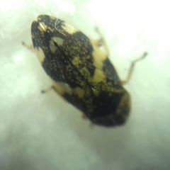 Philaenus spumarius