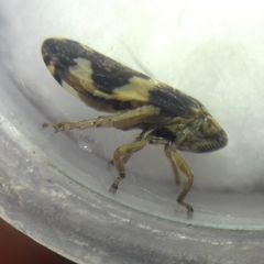 Philaenus spumarius