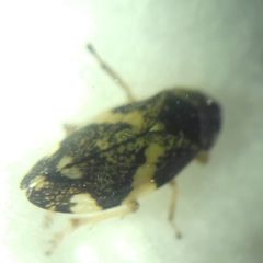 Philaenus spumarius
