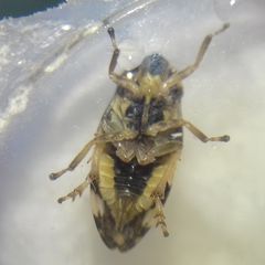 Philaenus spumarius