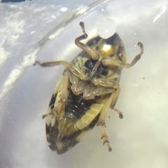 Philaenus spumarius