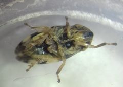 Philaenus spumarius