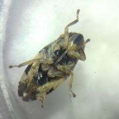 Philaenus spumarius