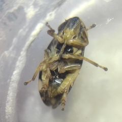 Philaenus spumarius