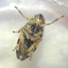 Philaenus spumarius