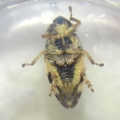 Philaenus spumarius