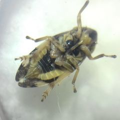 Philaenus spumarius