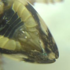 Philaenus spumarius