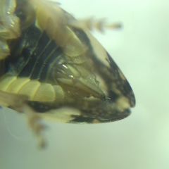 Philaenus spumarius