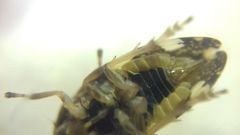 Philaenus spumarius