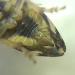 Philaenus spumarius