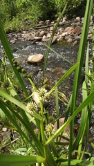 Sparganium eurycarpum
