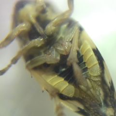 Philaenus spumarius