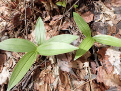 Maianthemum racemosum