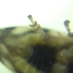 Philaenus spumarius