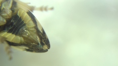 Philaenus spumarius