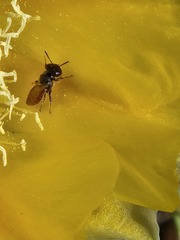 Macrotera