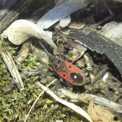 Melanocoryphus tristrami