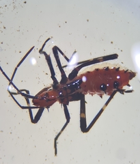 Phthiacnemia picta