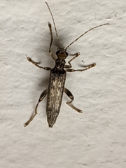 Oedemera marmorata
