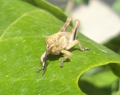 Acrididae