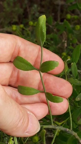 Ruta pinnata, photograph 5