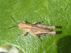 Acrididae