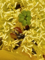 Macrotera