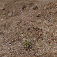 Nepeta olgae