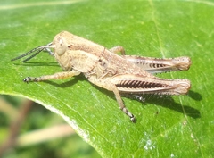 Acrididae