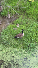 Branta canadensis