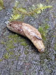 Prophysaon foliolatum