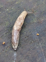 Prophysaon foliolatum